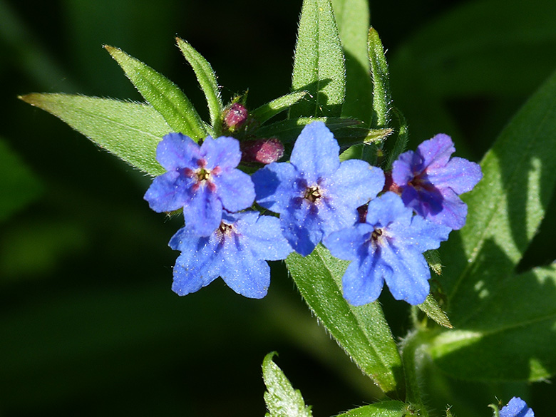 Buglossoides purpurocaerulea