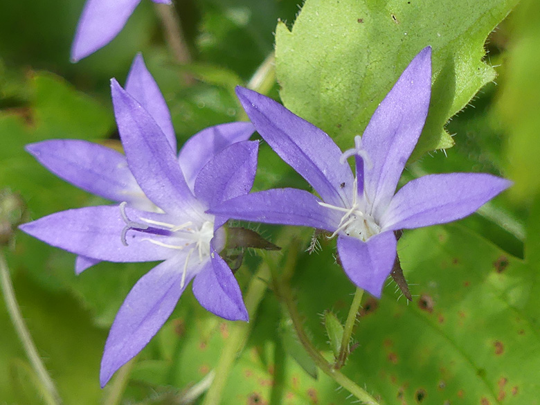 Campanula poscharskyana