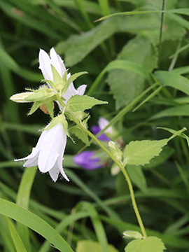 Campanula trachelium