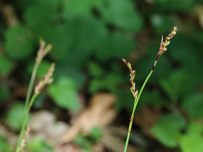 Carex digitata