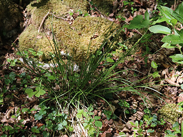 Carex muricata