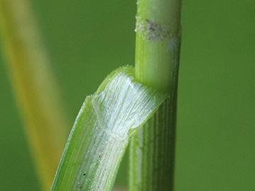 Carex muricata