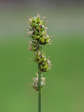 Carex muricata