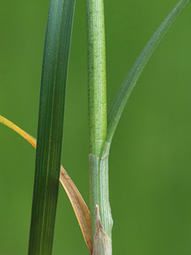 Carex muricata
