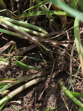Carex muricata
