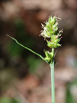 Carex muricata