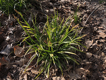 Carex sylvatica