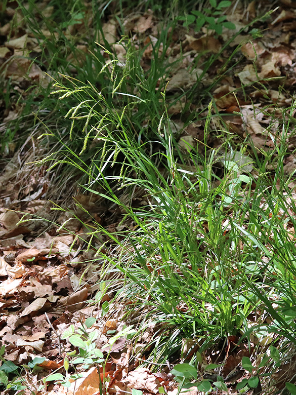 Carex sylvatica