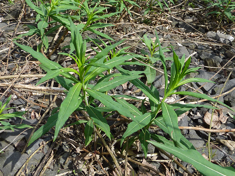 Epilobium angustifolium