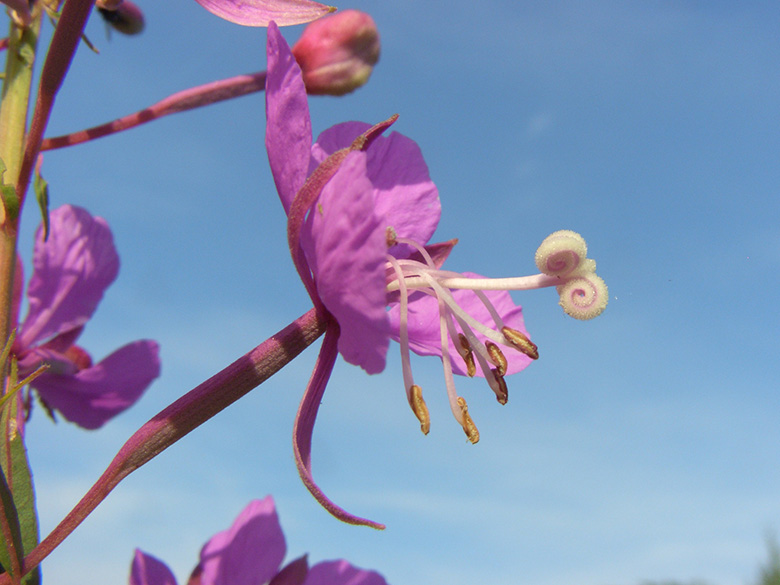 Epilobium angustifolium