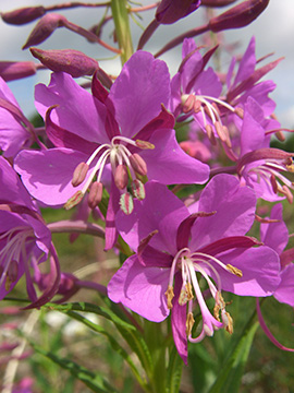 Epilobium angustifolium