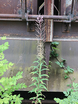 Epilobium angustifolium