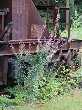 Epilobium angustifolium