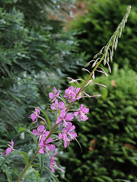Epilobium angustifolium