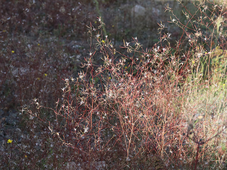 Epilobium brachycarpum