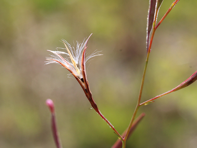 Epilobium brachycarpum