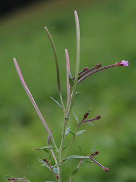 Epilobium collinum