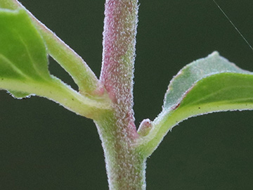 Epilobium collinum