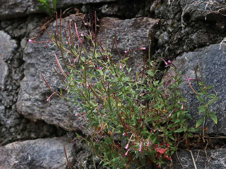 Epilobium collinum
