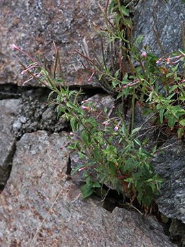 Epilobium collinum