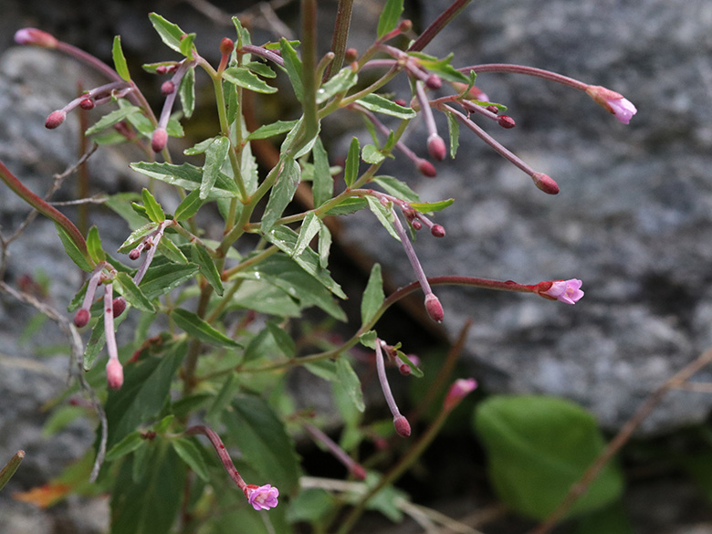Epilobium collinum