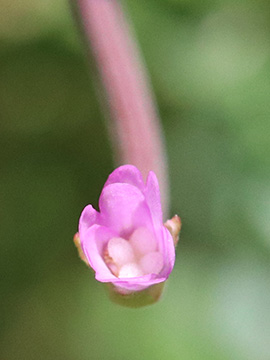 Epilobium collinum