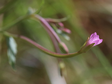 Epilobium collinum