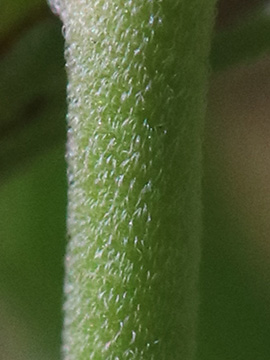 Epilobium collinum