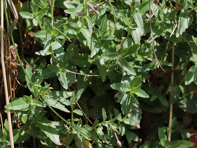 Epilobium collinum
