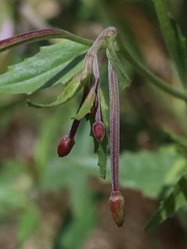 Epilobium collinum
