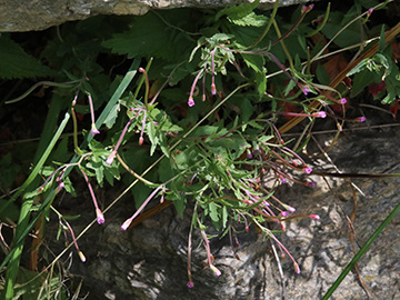 Epilobium collinum