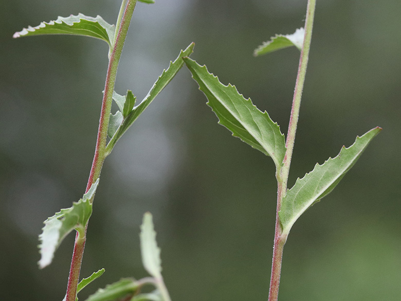 Epilobium collinum