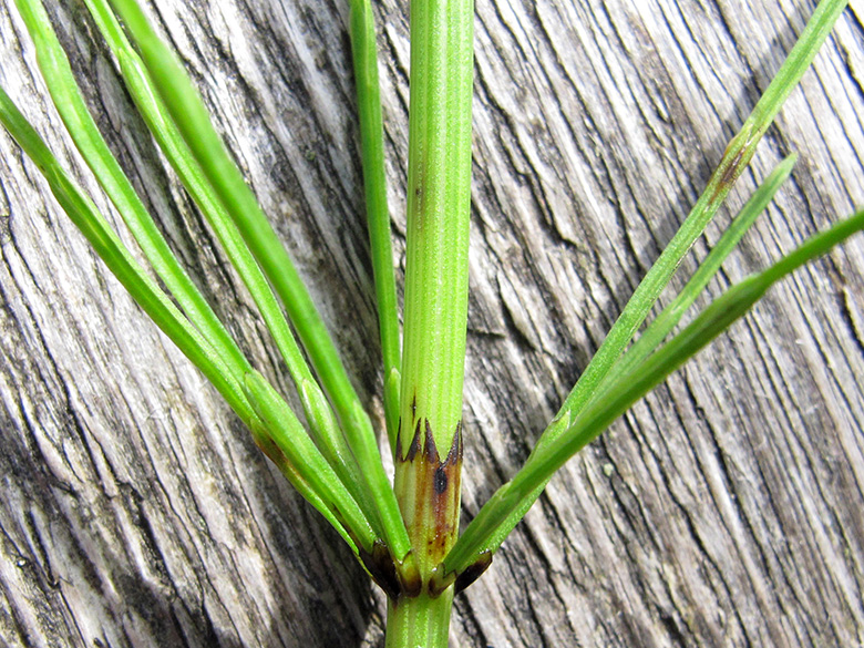 Equisetum rothmaleri