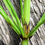 Equisetum rothmaleri