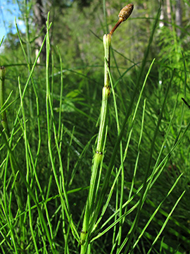 Equisetum rothmaleri