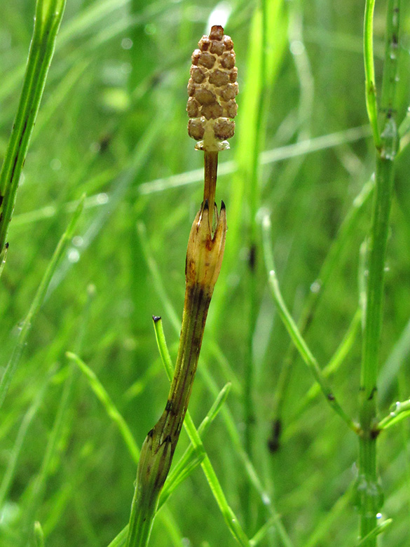 Equisetum rothmaleri