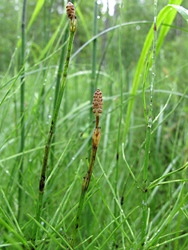 Equisetum rothmaleri