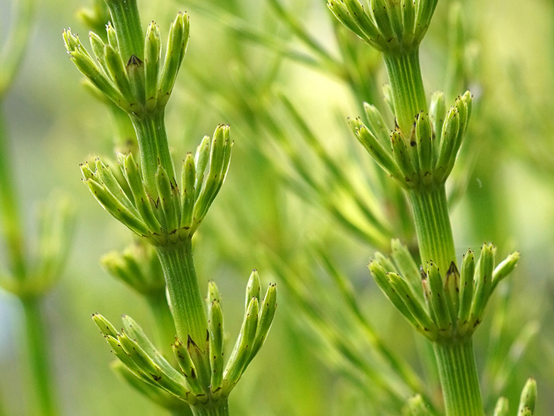 Equisetum rothmaleri