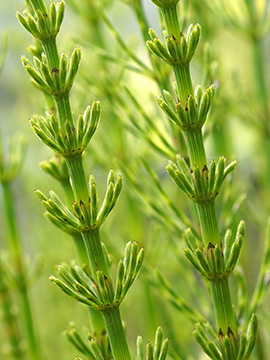Equisetum rothmaleri