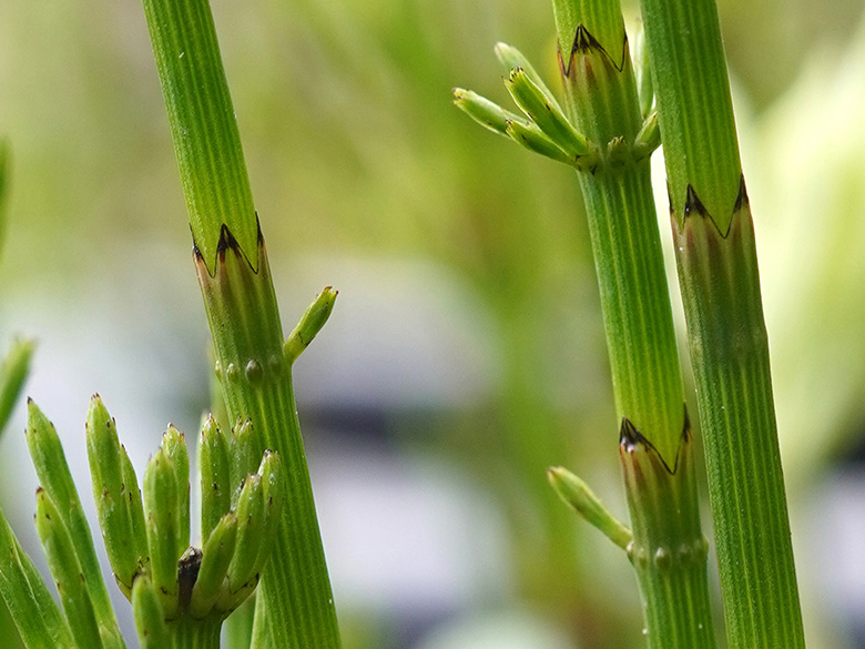 Equisetum rothmaleri