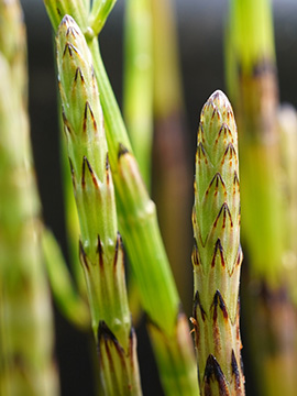 Equisetum rothmaleri
