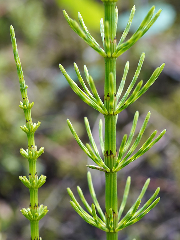 Equisetum rothmaleri