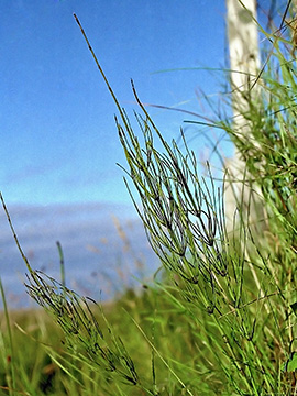Equisetum rothmaleri