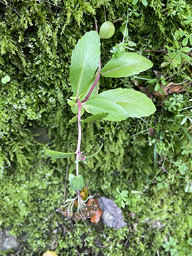 Hylotelephium vulgare