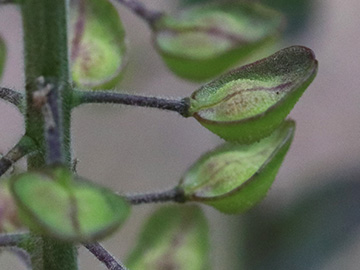 Lepidium campestre