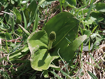 Listera ovata