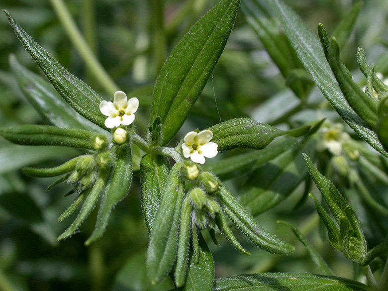 Lithospermum officinale