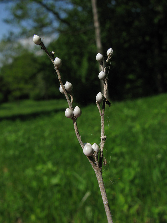 Lithospermum officinale
