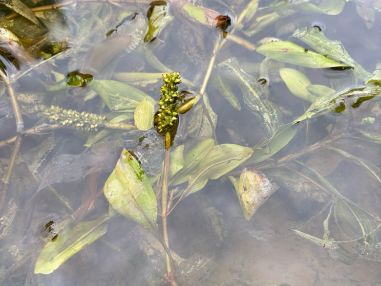 Potamogeton alpinus