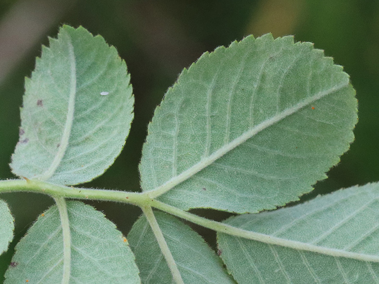 Rosa tomentosa
